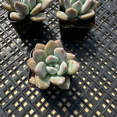 Graptoveria ‘Opalina’