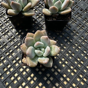 Graptoveria ‘Opalina’