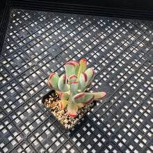 Load image into Gallery viewer, Korean imported Cotyledon orbiculata cv Variegata (long leaf form)
