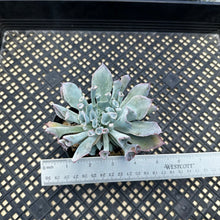 Load image into Gallery viewer, Echeveria ‘Trumpet Pinky’