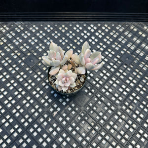 Pachyveria Pachyphytodies Variegated