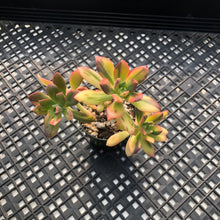 Load image into Gallery viewer, Echeveria ‘Minibelle’ Variegated