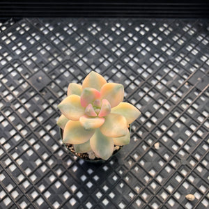 Graptoveria titubans Variegated