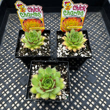 Load image into Gallery viewer, Sempervivum Chick Charms®  Gold Nugget™