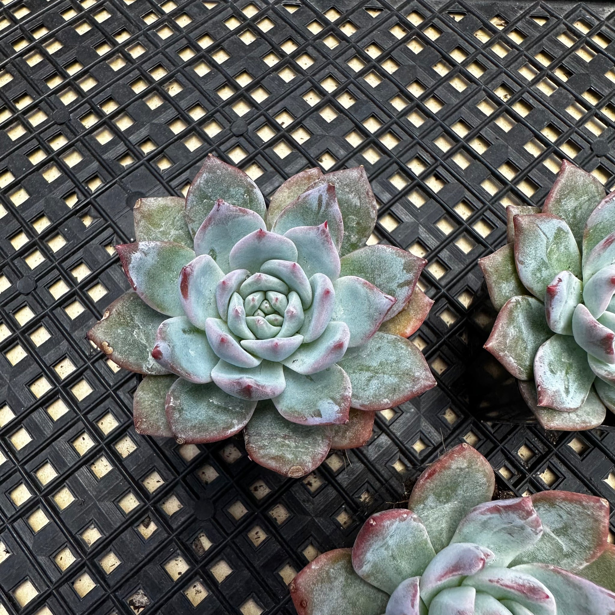 blue bird succulent Echeveria 'Blue Bird' – Chubby Leaf Succulents
