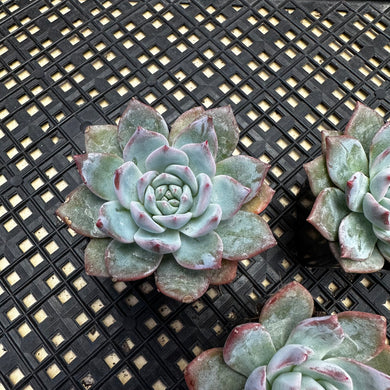 Echeveria ‘Blue Bird’