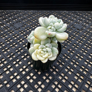 Sedum Clavatum Variegated