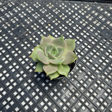 Load image into Gallery viewer, Echeveria agavoides ‘Jade Star’