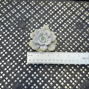 Echeveria  ‘Pixie’