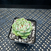 Load image into Gallery viewer, Echeveria ‘Blue Eye’