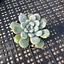 Load image into Gallery viewer, Echeveria amoena microcalyx