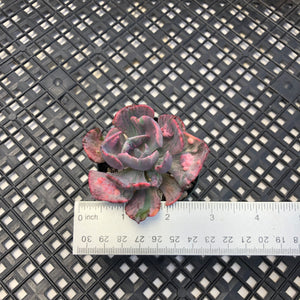 Echeveria ‘Beyonce’ Variegated