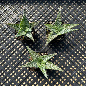 Aloe ‘White Fox’