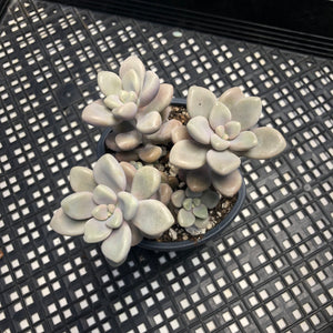 Gratopetalum ‘Ellen’