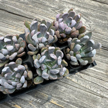 Load image into Gallery viewer, Echeveria ‘Cupid’