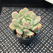 Load image into Gallery viewer, Graptoveria ‘Polly Bear’