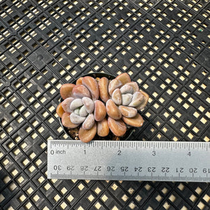Pachyveria Arden
