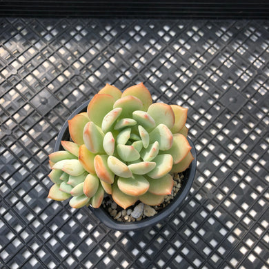 Graptoveria ‘A Grim One’