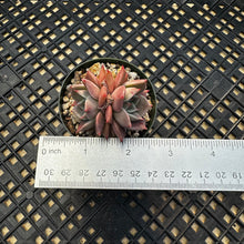 Load image into Gallery viewer, Echeveria ‘Sir Charles’