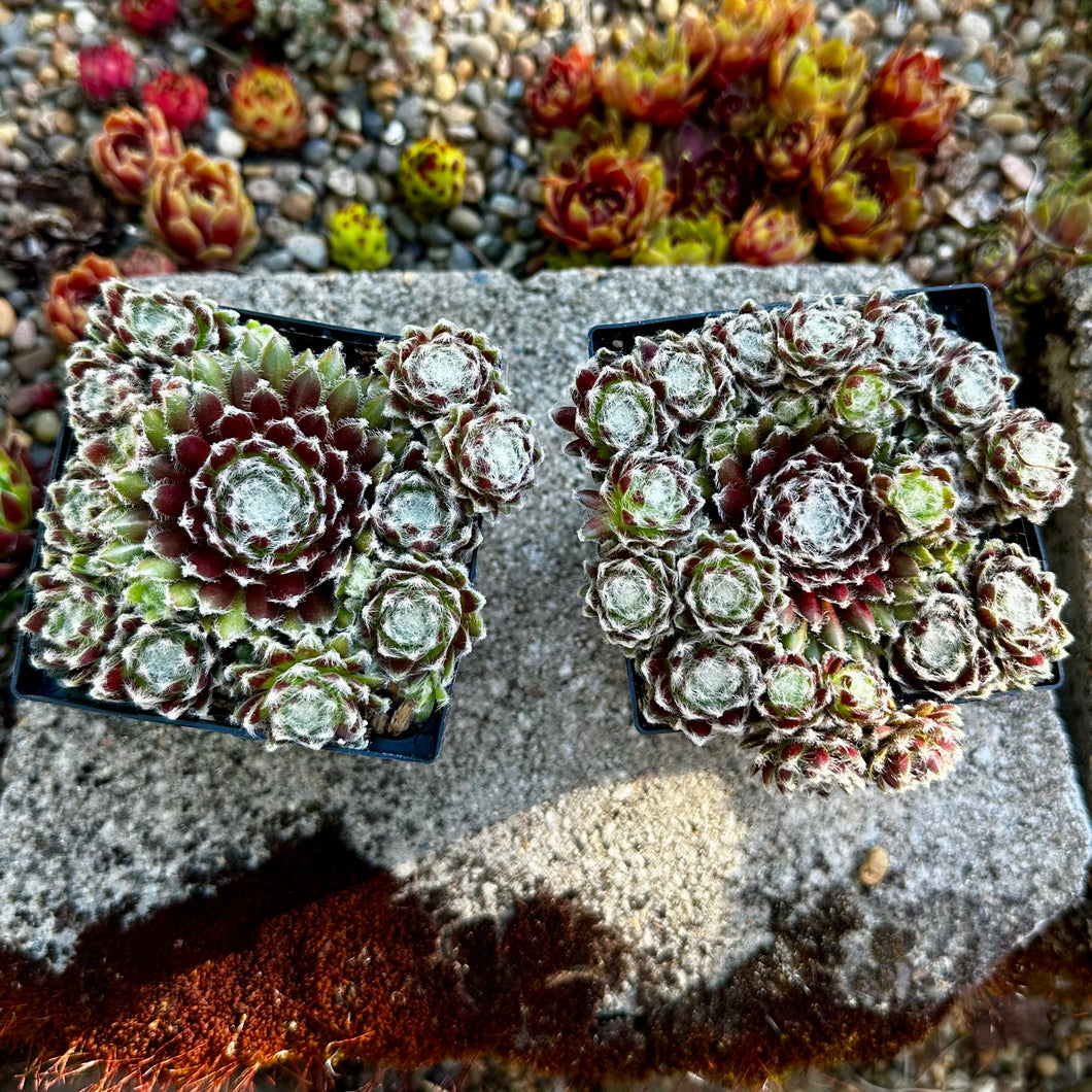 Sempervivum ‘Urmina’
