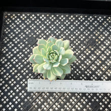 Load image into Gallery viewer, Echeveria ‘Prism’