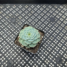 Load image into Gallery viewer, Echeveria ‘Red Velvet’