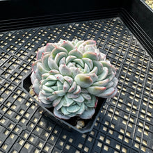 Load image into Gallery viewer, Echeveria sp.
