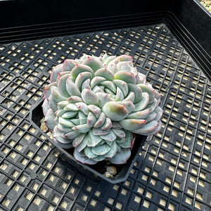 Echeveria sp.