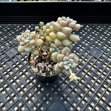 Graptopetalum mendozae