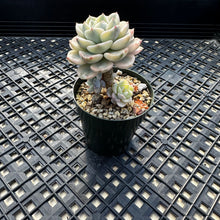 Load image into Gallery viewer, Echeveria Agavoides ‘Tinkerbell’ variegated