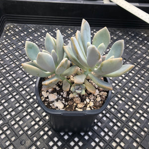 Pachyveria Pachyphytodies
