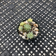 Load image into Gallery viewer, Gratopetalum Pachphyllum Variegated ‘Blue Beans’