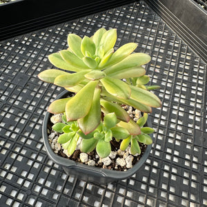 Echeveria ‘Minibelle’ Variegated