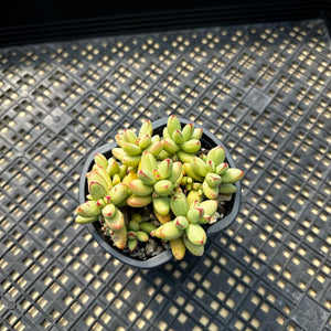 Crassula nudicaulis var. herrei Variegated