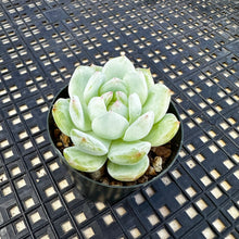 Load image into Gallery viewer, Echeveria ‘Marisa’