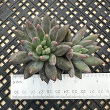 Load image into Gallery viewer, Pachyphytum ‘Red Dragonfly’ aka Red Angel Fingers