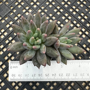 Pachyphytum ‘Red Dragonfly’ aka Red Angel Fingers