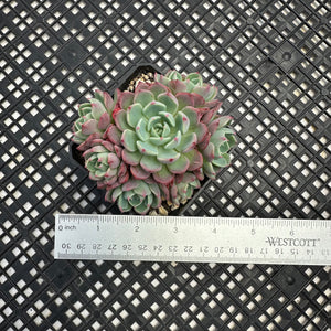 Echeveria Nanahukumini