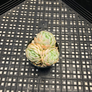 Echeveria ‘Raspberry Ice’