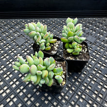 Load image into Gallery viewer, Cotyledon pendens