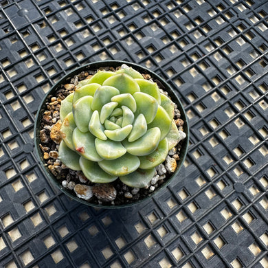 Echeveria Agavoides ‘Tinkerbell’ variegated