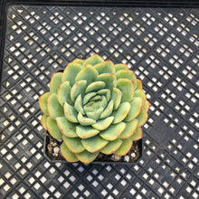 Load image into Gallery viewer, Echeveria ‘Lime Pink’