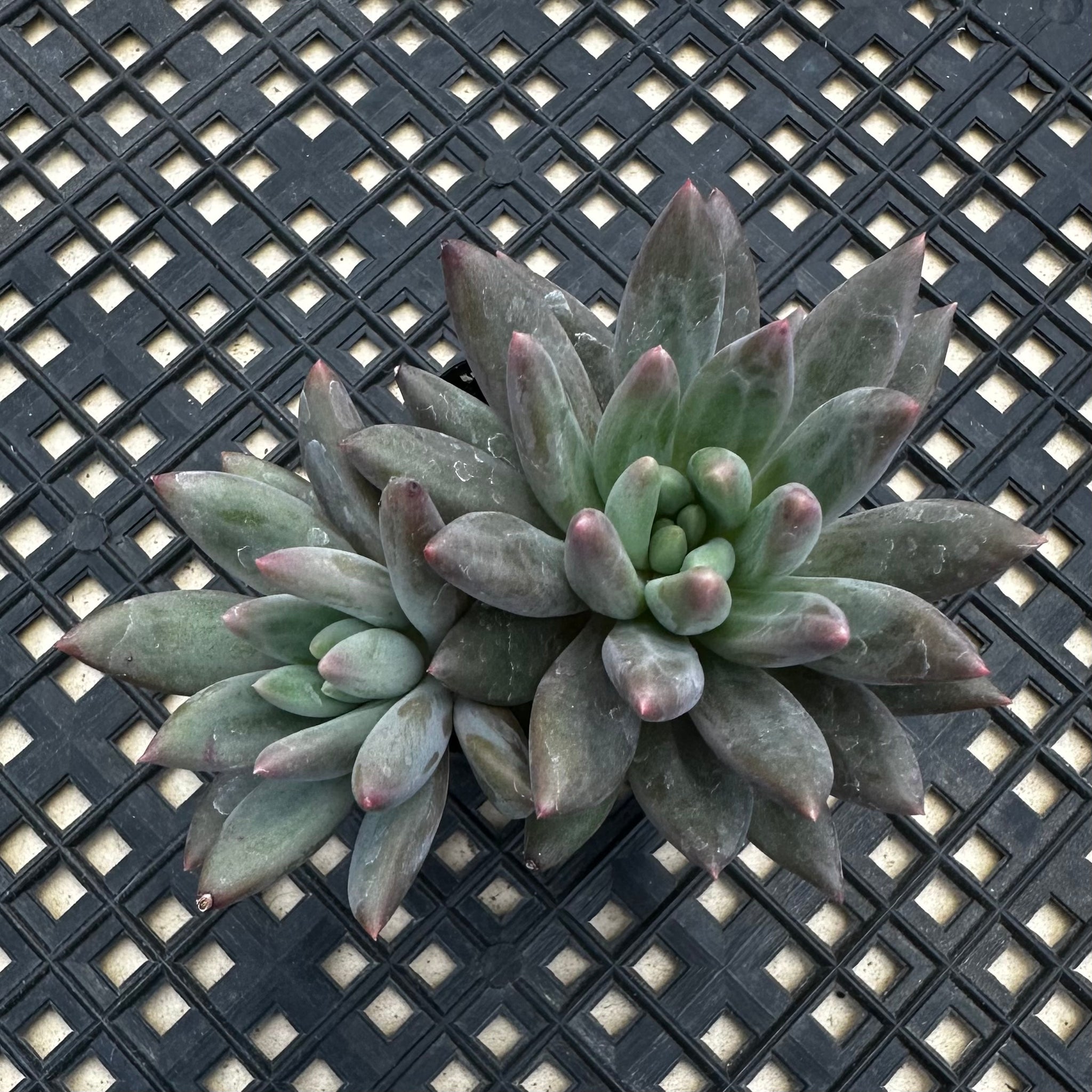 dragonfly succulent Pachyphytum 'Red Dragonfly' aka Red Angel Fingers – Chubby Leaf Succulents