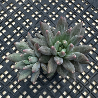 Pachyphytum ‘Red Dragonfly’ aka Red Angel Fingers