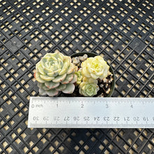 Load image into Gallery viewer, Echeveria Agavoides ‘Tinkerbell’ variegated