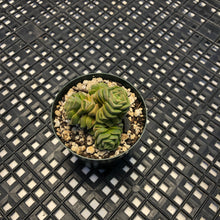 Load image into Gallery viewer, Crassula ‘Dorothy’