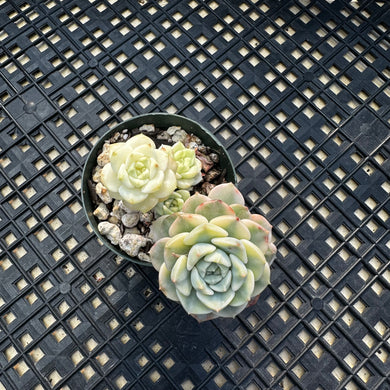 Echeveria Agavoides ‘Tinkerbell’ variegated