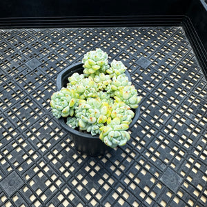 Sedum perezdelarosae