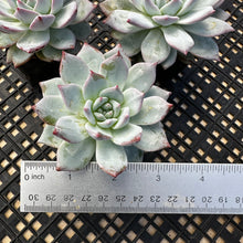Load image into Gallery viewer, Echeveria ‘Blue Bird’