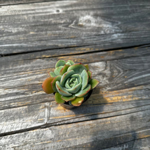 Echeveria ‘Lemon Tree’